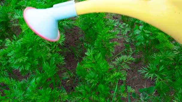 Bahçedeki tohum yatağında havuç sulamak — Stok video