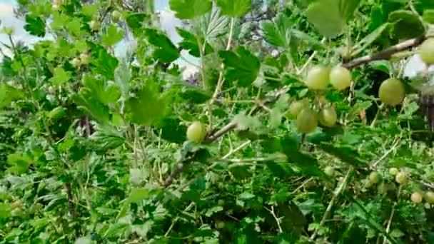 Незрілий зелений агрус в саду — стокове відео
