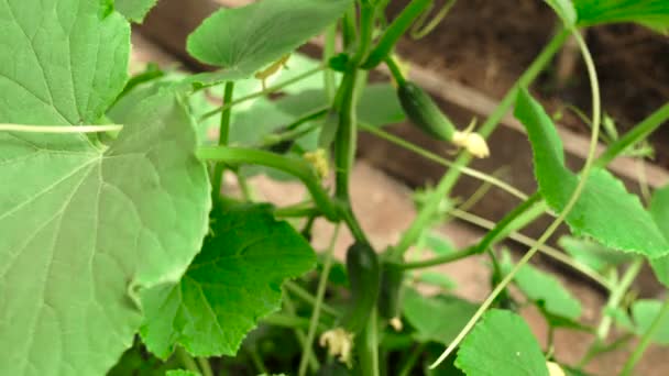 Tiro de pepinos pequeños inmaduros en invernadero — Vídeos de Stock