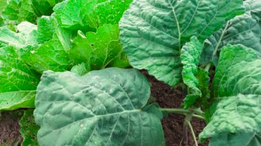 Bahçede olgunlaşmamış yeşil lahana videosu