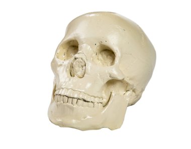 İzole edilmiş beyaz arkaplanda insan kafatası resmi