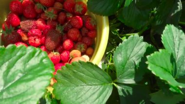 Yeşil yaprakların arasından olgun çilek toplama videosu