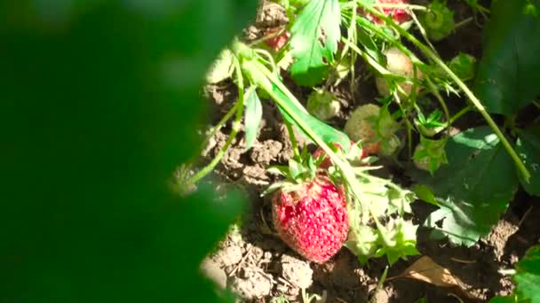 庭での熟したイチゴの撮影 — ストック動画