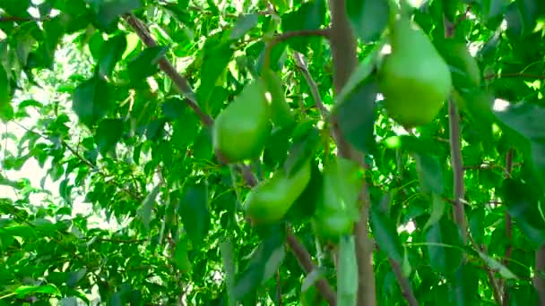 Unreife Birnen hängen an sonnigen Tagen am Baum — Stockvideo