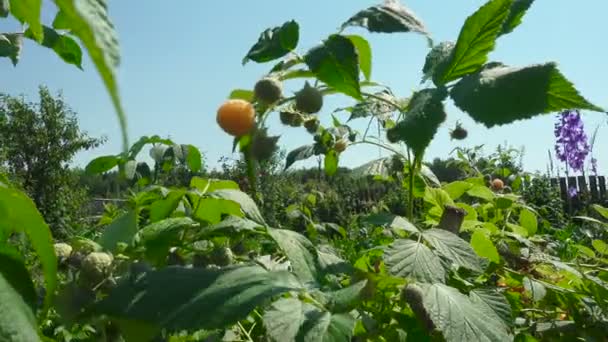 果樹園での熟成ラズベリーの撮影 — ストック動画