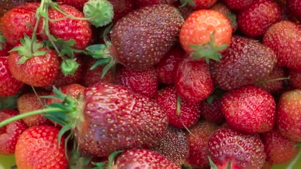 Tournage de fraises mûres rouges cueillies en été — Video