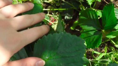 Bahçede olgunlaşmış çilek videosu