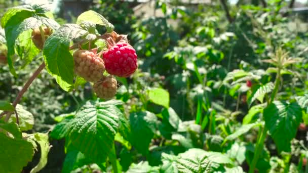 Shooting of picking red raspberry in the orchard — Stock Video