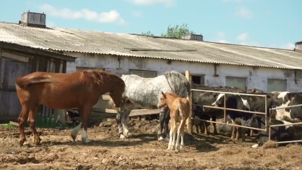 Footage of horses with foal walking in a village — Stok Video