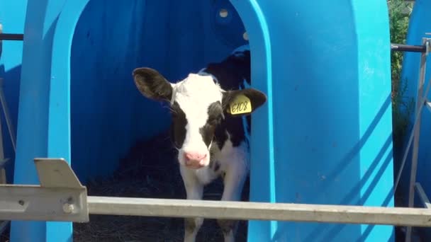Calf in the stall - real life in farm — Stock Video