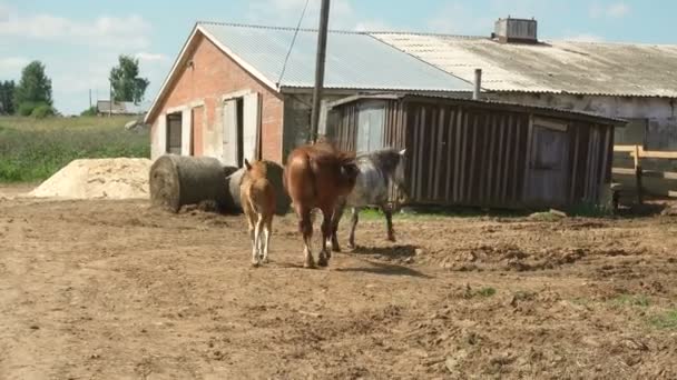 Tiro de cavalos com potro que anda em uma aldeia — Vídeo de Stock