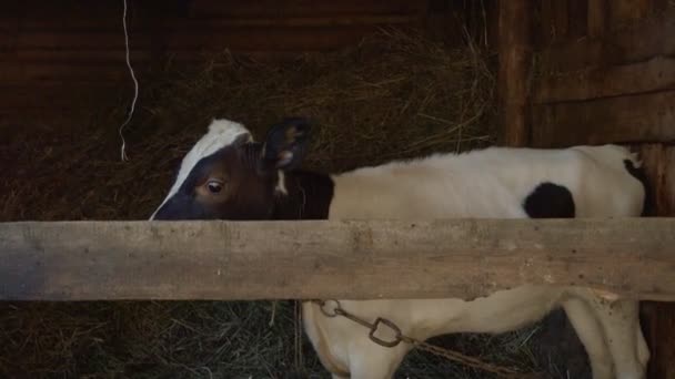 Menembak anak sapi di kandang kayu — Stok Video