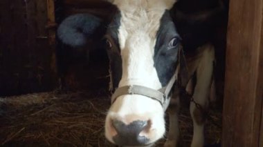 Ahşap bölmedeki kameraya bakarken ineği vurmak.