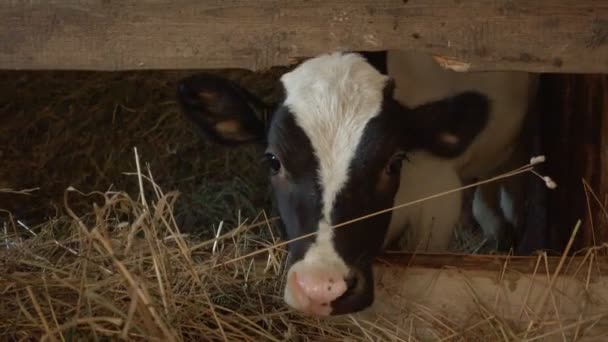 Střelba telat jedících seno v dřevěném ohradě — Stock video