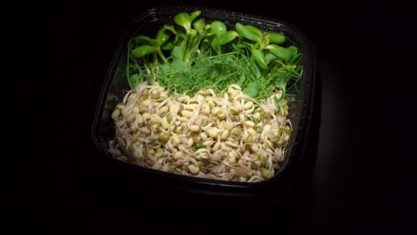 Tiro de placa rotativa com sementes germinadas de ervilha, feijão, mungue — Vídeo de Stock