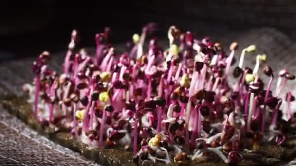 Tempo de vídeo lapso de sementes de rabanete vermelho crescente — Vídeo de Stock