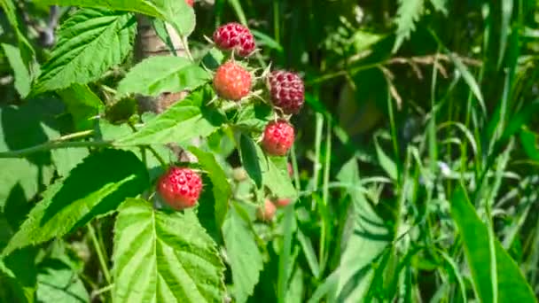 Video of ripening red raspberry in the orchard — Stock Video