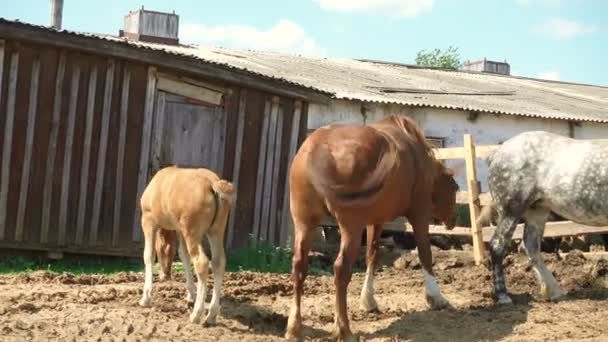 Cavalos com potro andando em uma aldeia — Vídeo de Stock