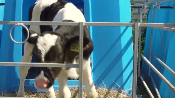 Footage of calf in the stall - real life in farm — Stock Video