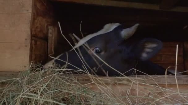 Shooting of cow eating hay in wooden stall — Stock Video