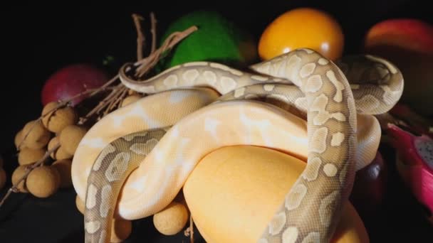 Video of fresh exotic fruits and ball pythons — Stock Video