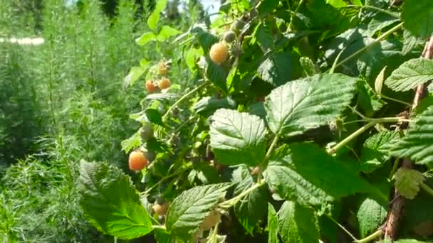 Framboesa de amadurecimento no pomar durante o verão — Vídeo de Stock