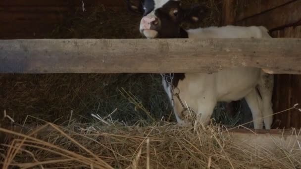 木の柱の子牛の映像 — ストック動画