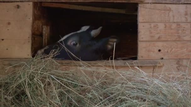 Nagranie krowy jedzącej siano w drewnianym boksie — Wideo stockowe