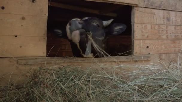 Ασπρόμαυρη αγελάδα τρώει σανό σε ξύλινο στάβλο — Αρχείο Βίντεο