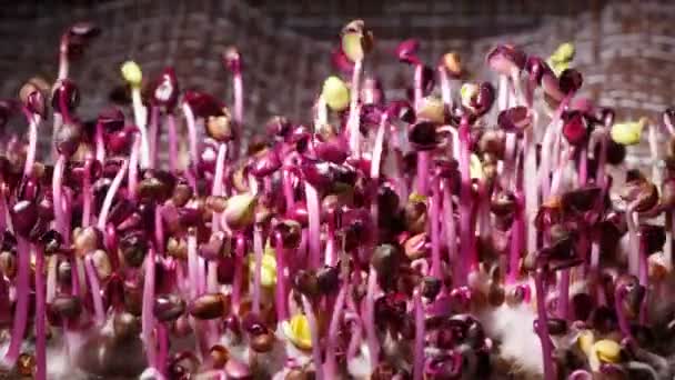 Temps écoulé depuis la germination des graines de radis rouge dans l'obscurité — Video