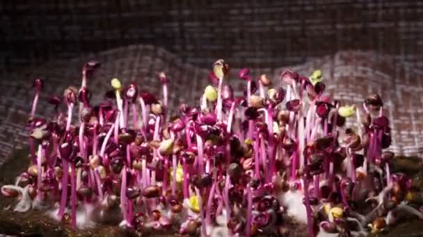 Time lapse footage of red radish seed germination in dark — Stock Video