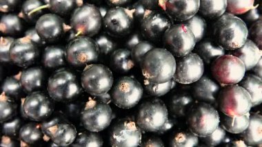 Yazın koparılmış siyah frenk üzümü videosu