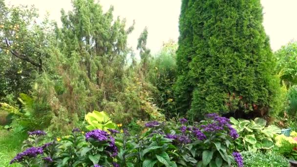 風の強い日には夏に紫色の花を咲かせる緑の果樹園 — ストック動画