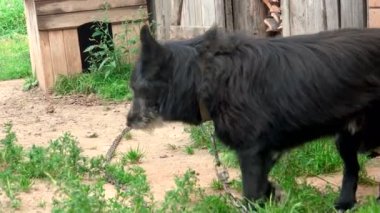 Köyde zincire vurulmuş bir melez görüntüsü.