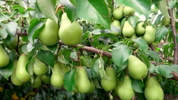 Immatures poires suspendues sur l'arbre dans la journée ensoleillée — Video