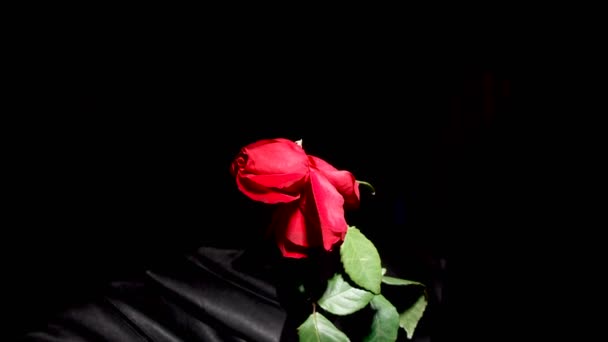 枯れてしまった赤いバラのタイムラプス撮影 — ストック動画