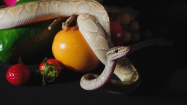 Imagini cu fructe exotice și pitoni cu bile — Videoclip de stoc