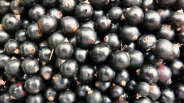 Yazın koparılmış siyah frenk üzümü.