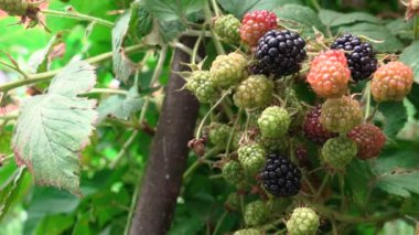 Yaz boyunca meyve bahçesinde olgunlaşmış böğürtlen