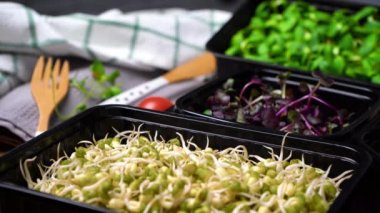 Mikro yeşillik videosu - turp, kabın içindeki bezelyeler