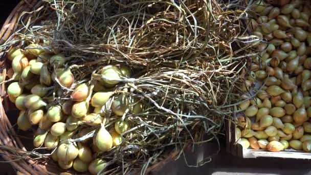 Tiro de colheita de cebola em cesta de vime — Vídeo de Stock