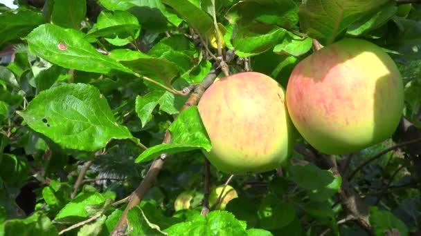 Vídeo de amadurecer maçãs penduradas na árvore — Vídeo de Stock