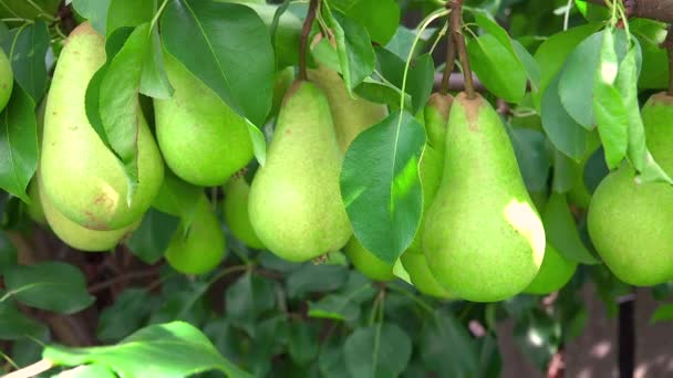 Вирізані груші висять на дереві в сонячний день — стокове відео