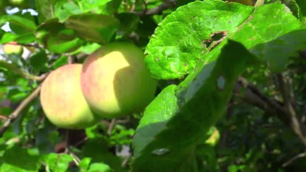 Images de pommes mûres accrochées à l'arbre par temps ensoleillé — Video