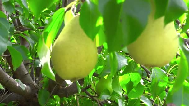 Зйомки зрілих груш, що звисають на дереві в сонячний день — стокове відео