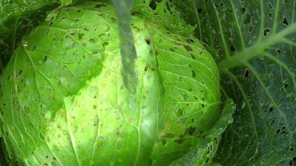 Natáčení zalévání snědeného zelí mšic v zahradě — Stock video