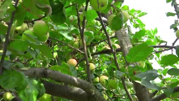 Amadurecer maçãs penduradas na árvore em dia ensolarado — Vídeo de Stock