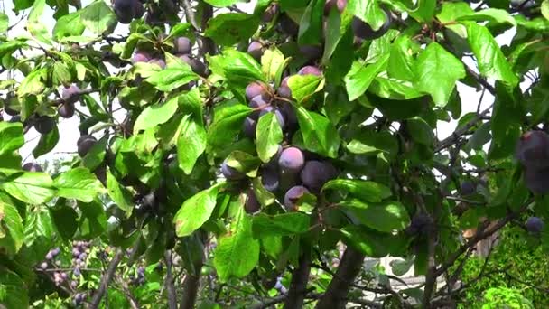 Beelden van rijpe pruimen hangend aan de boom — Stockvideo