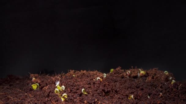 Time lapse shooting of radish daikon seed germination in dark — Video