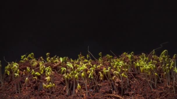 Tiroteo de lapso de tiempo de germinación de semillas de berro verde en la oscuridad — Vídeos de Stock